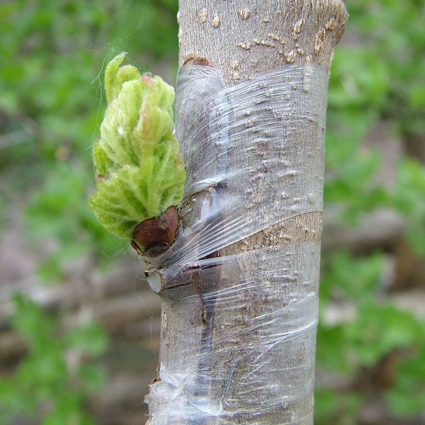 фото окулировка вприклад
