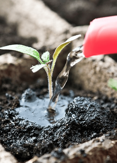 как часто поливать рассаду томатов