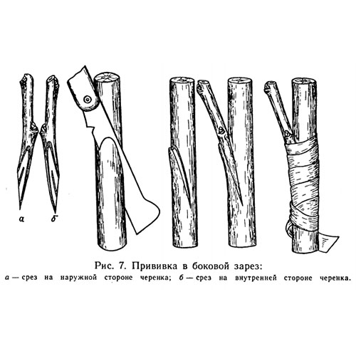 картинка прививка в боковой зарез