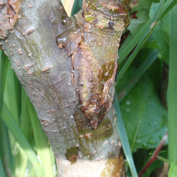 фото прививка в боковой зарез