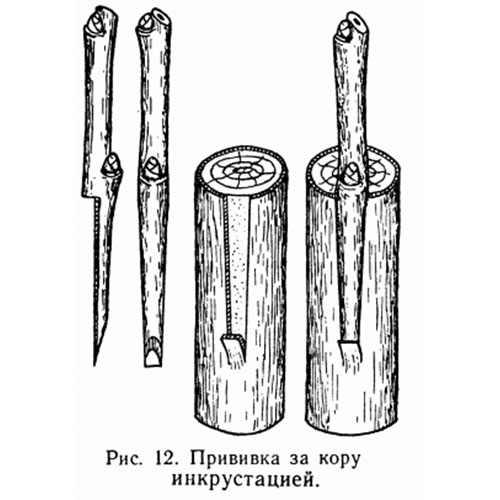 изображение прививка за кору инкрустацией