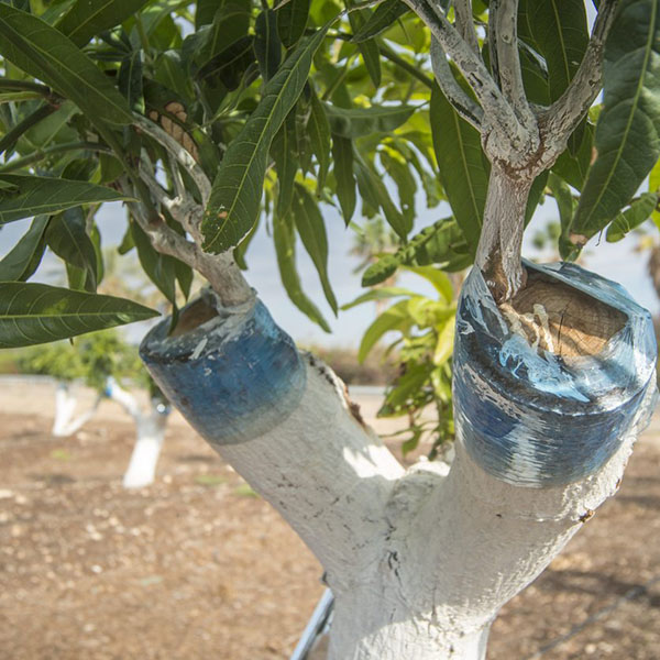 фото прививка за кору инкрустацией