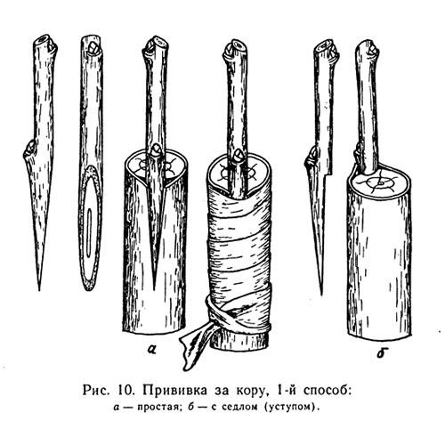 картинка прививка за кору