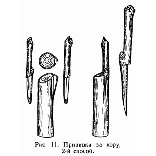 изображение прививка за кору