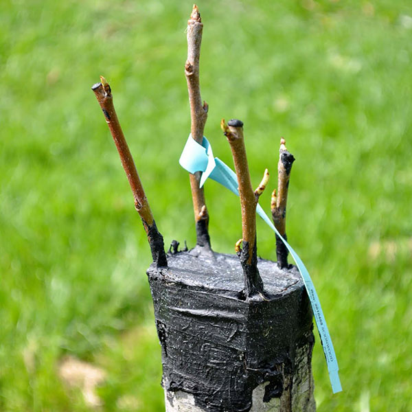 фото прививка за кору