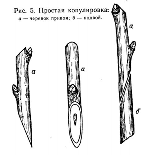 изображение простая копулировка