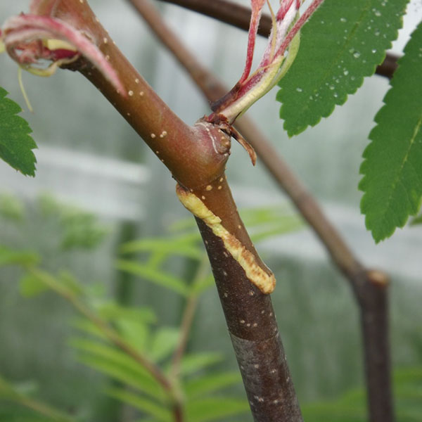 фото простая копулировка