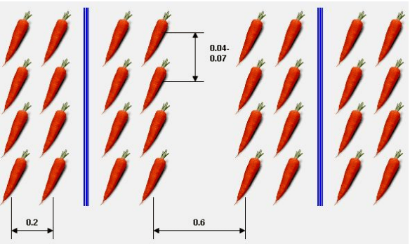 Выращивание моркови в открытом грунте. Технология, особенности, защитаурожая