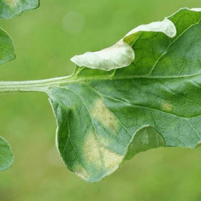 желтые пятна на рассаде чем лечить