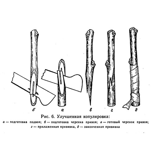 картинка улучшенная копулировка