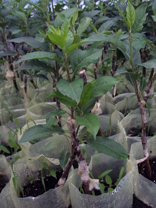 фото саженцы улучшенная копулировка