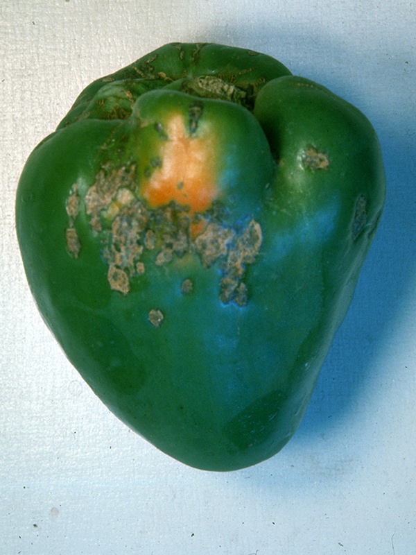 фото болезни перца черная бактериальная пятнистость