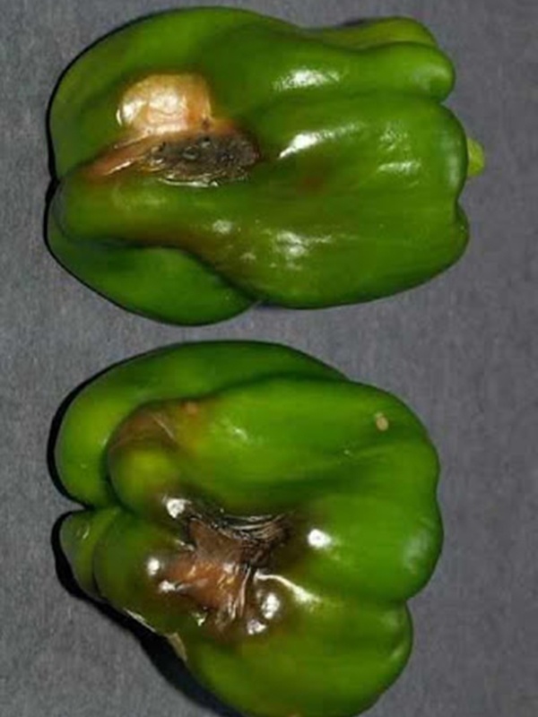 фото болезни перца листовая пятнистость и плодовая гниль