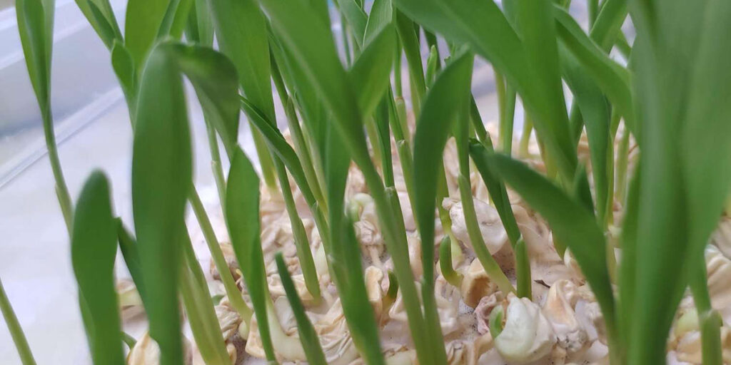 фото микрозелень кукуруза