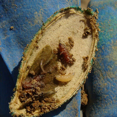 фото кабачок ростковая муха