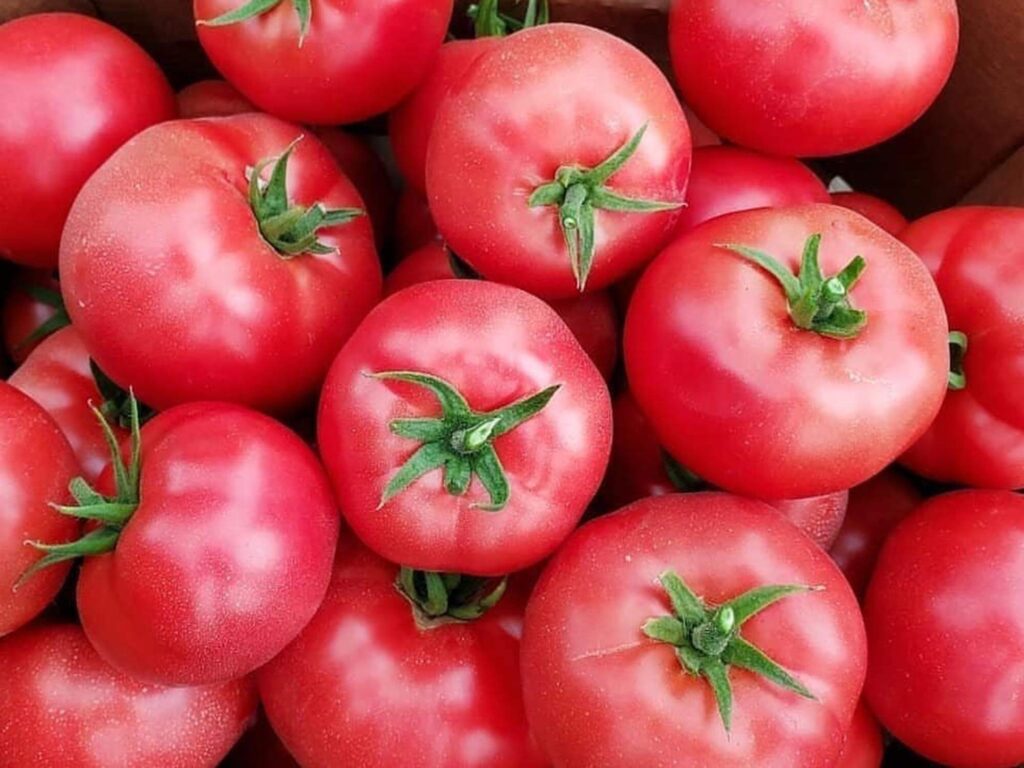 фото розового томата мей шуай ф1
