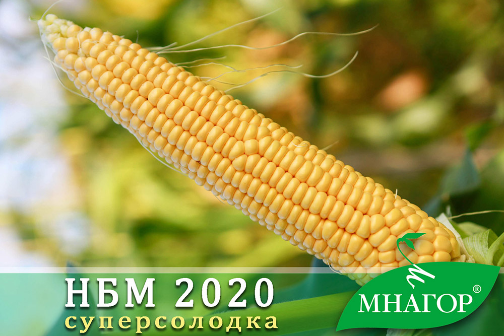 фото кукуруза НБМ 2020