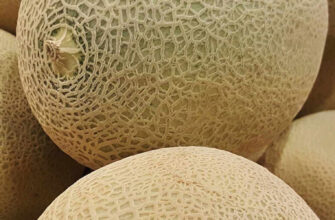 фото дыня заглавная