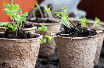 торфяные горшочки фото