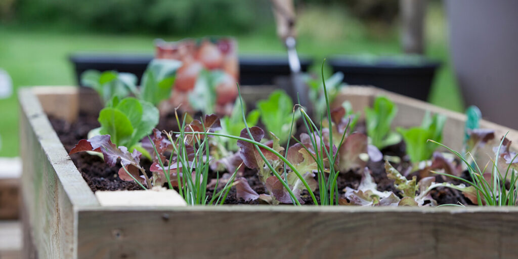 фото домашняя грядка