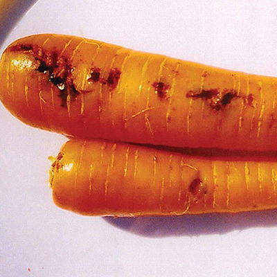 фото морковь повреждена морковной мухой
