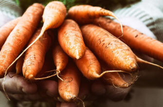 фото морковь