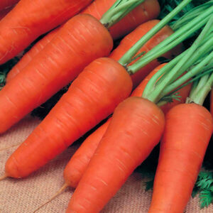 фото морковь кампино