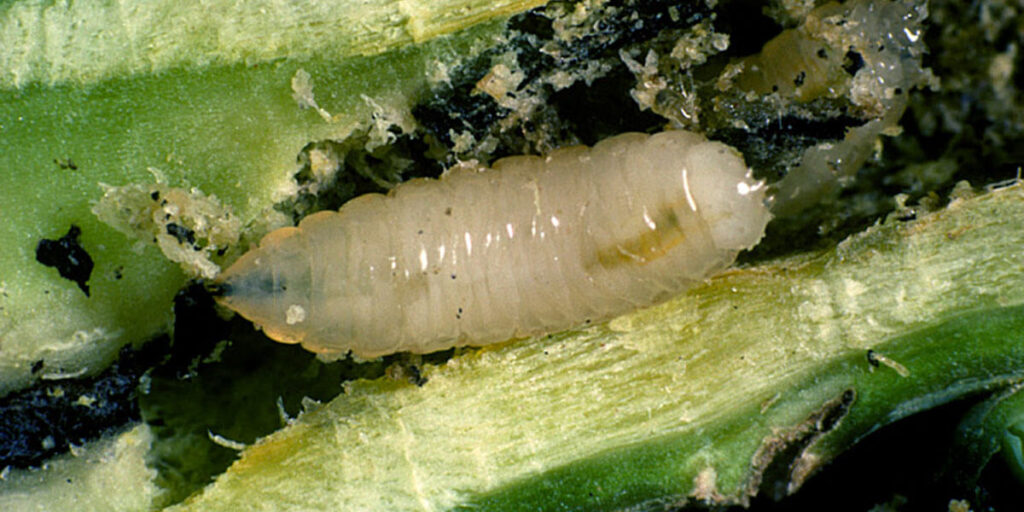 личинка капустной мухи