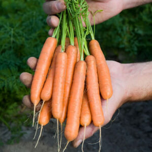 фото морковь лонг роте штумпфе