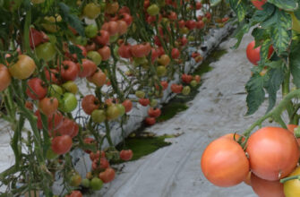 томаты в теплице фото