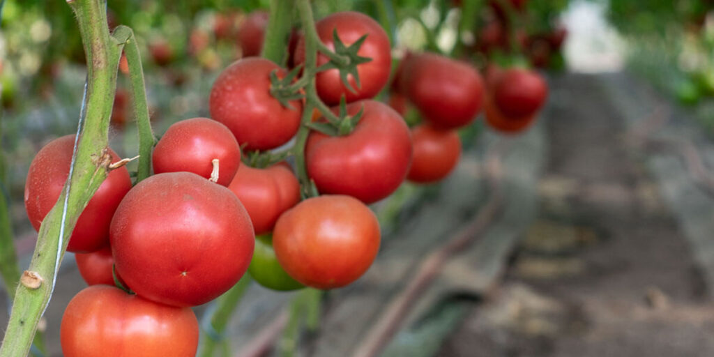 фото томаты