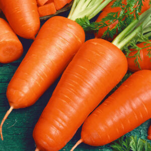 фото морковь шантане