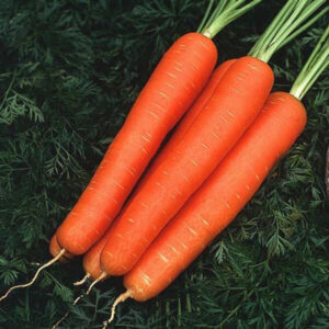 фото морковь супер мускат