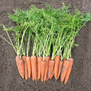фото морковь вита лонга