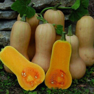 фото сорта тыквы арахисовое масло