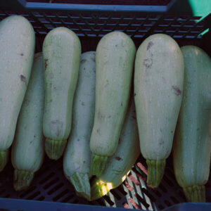 фото кабачок ф1 арал