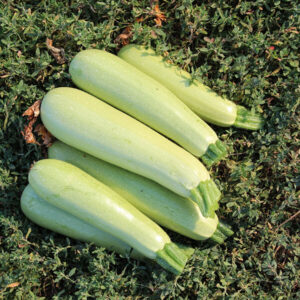фото кабачок ф1 ардендо