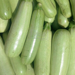 фото кабачок ф1 аспирант