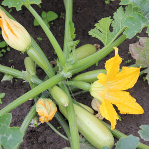 фото кабачок ф1 атилла