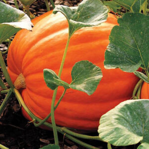 фото сорта тыквы биг макс