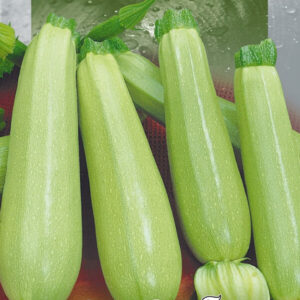 фото кабачок ф1 грибовский 37