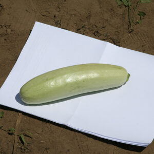 фото кабачок ф1 искандер