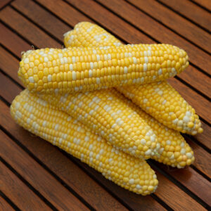 фото кукурузы биколор камберленд ф1