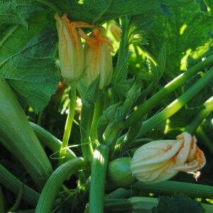 фото кабачок ф1 каризма