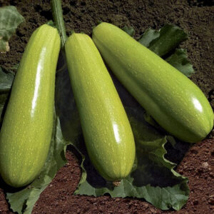 фото кабачок ф1 кс 3714