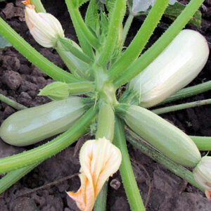 фото кабачок лавина ф1