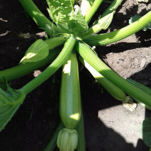 фото кабачок ленуца ф1