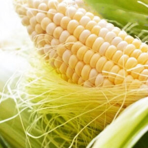 фото кукурузы биколор либертон ф1