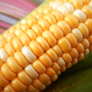 фото кукурузы биколор мармурова ф1