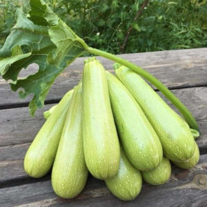 фото кабачок марселла ф1